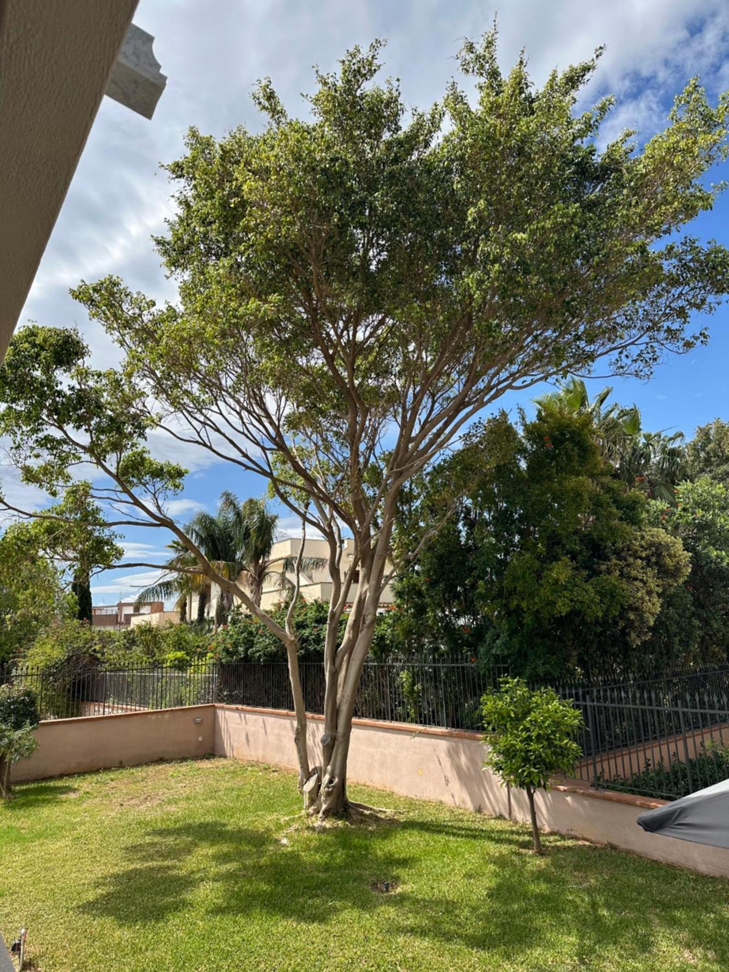 פלרמו Villa Sara Mondello Garden Level מראה חיצוני תמונה